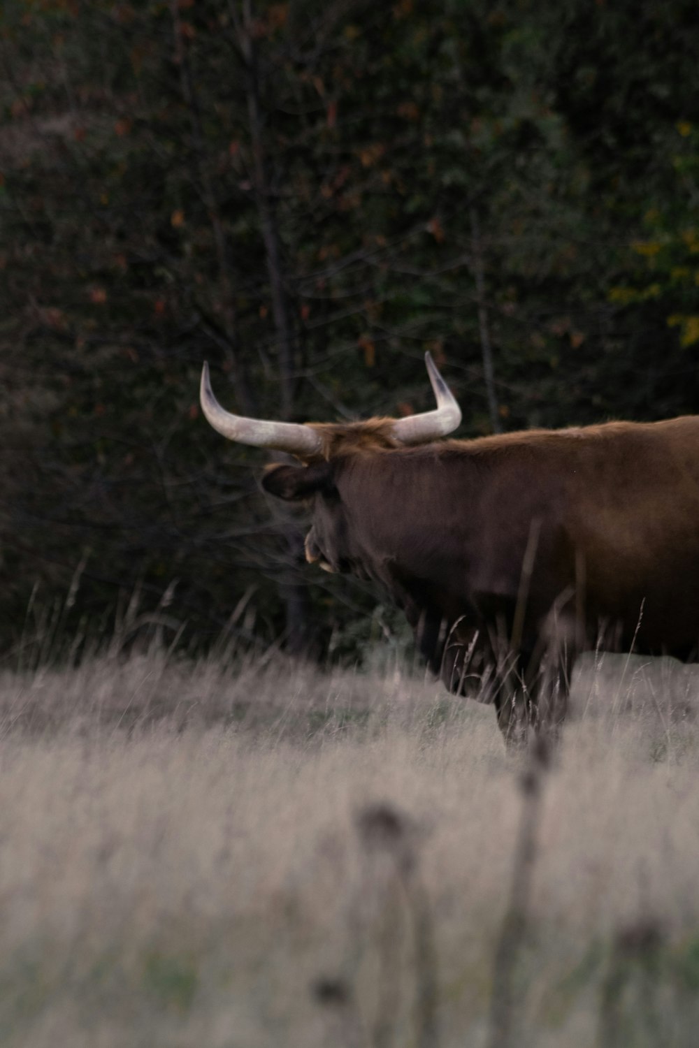 Un taureau avec de grandes cornes marchant dans un champ