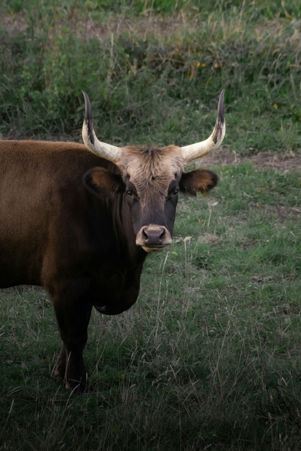 a bull with large horns standing in a field