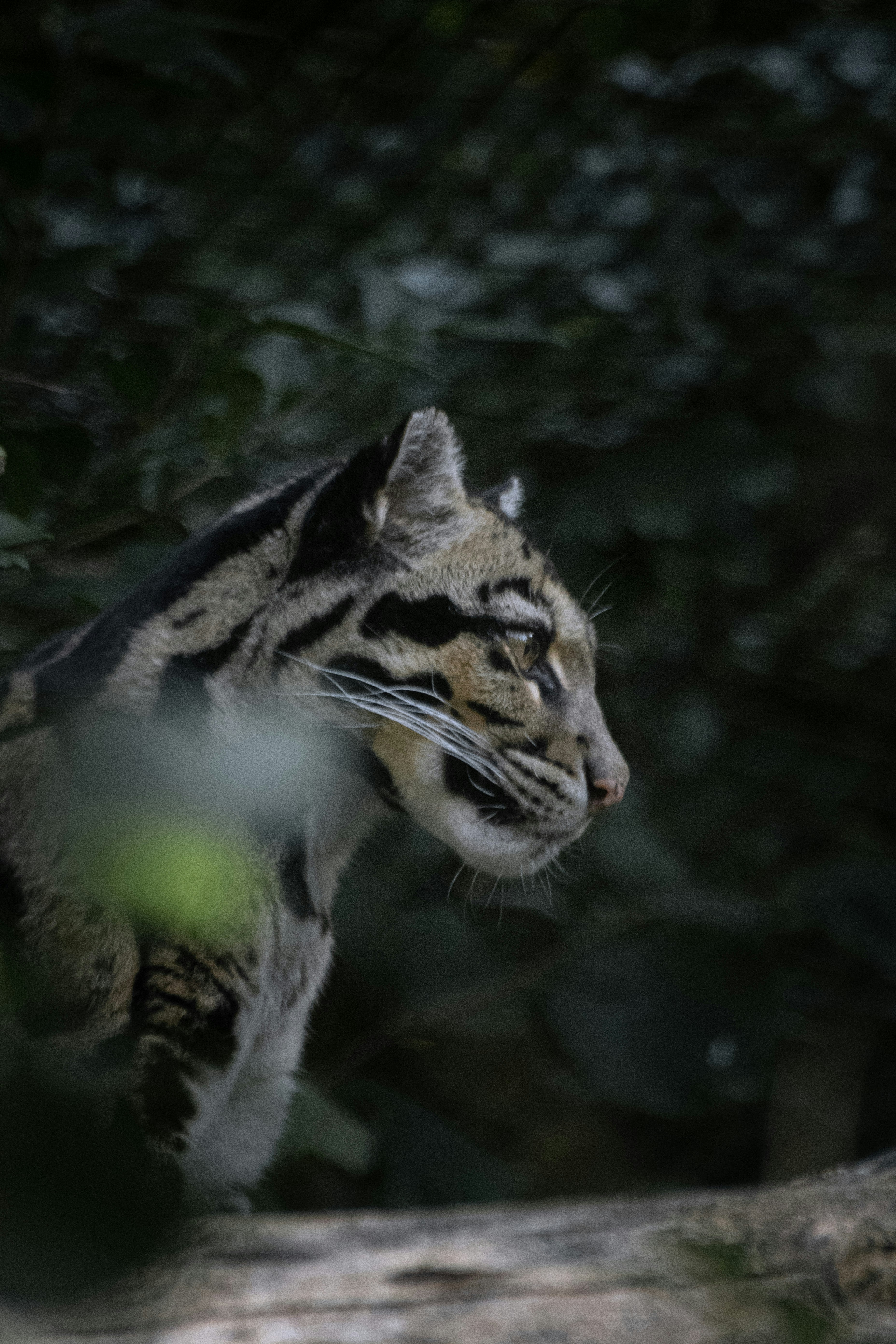 a cat is standing on a tree branch
