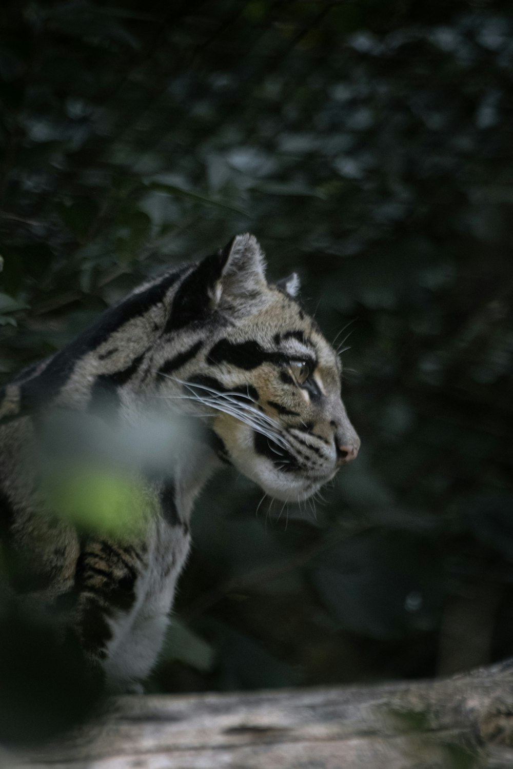 a cat is standing on a tree branch