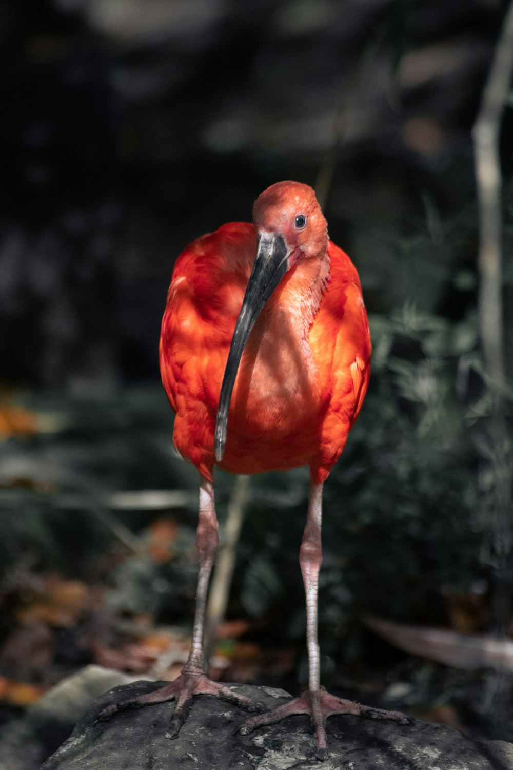 a red bird standing on top of a rock