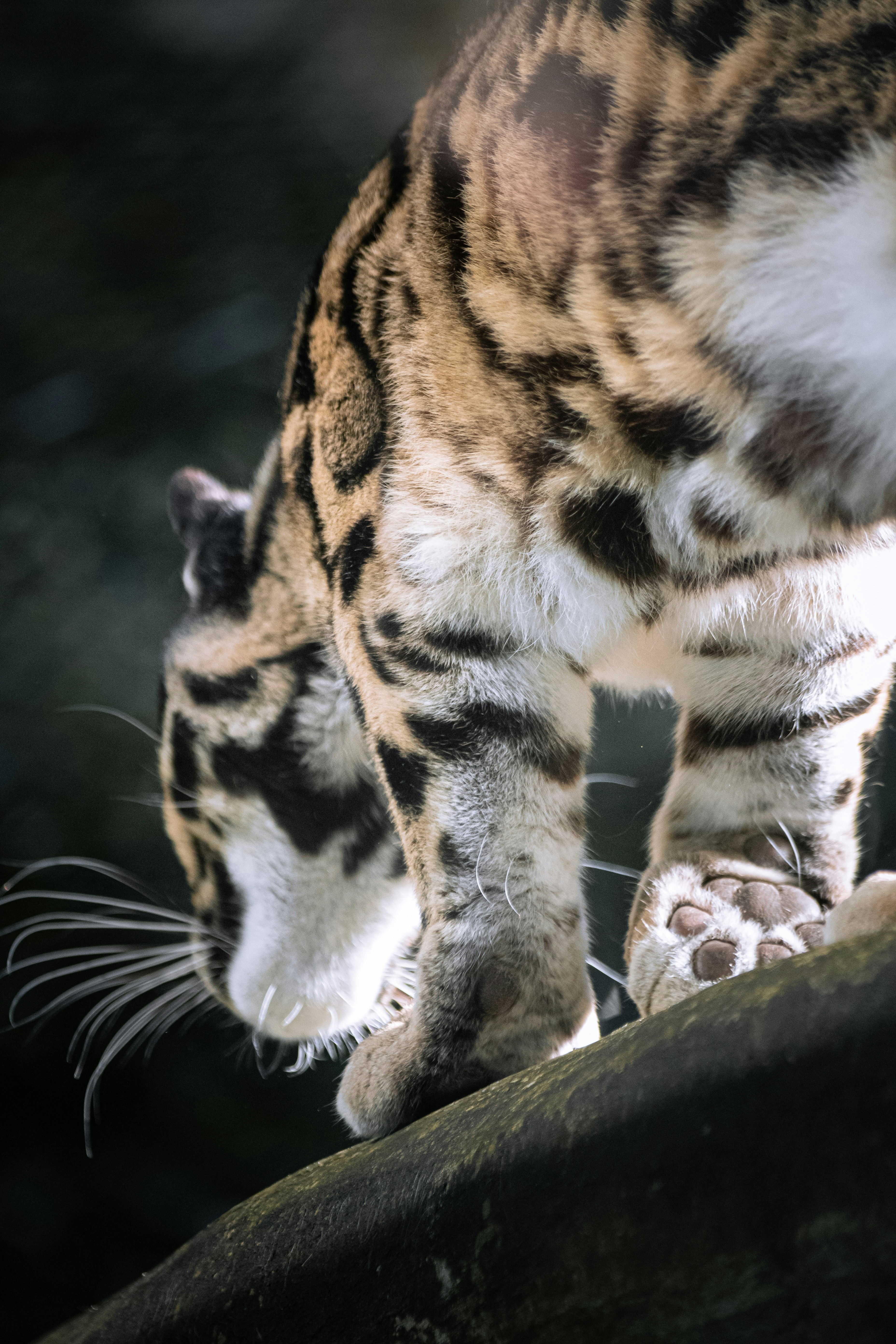 a close up of a cat walking on a rock