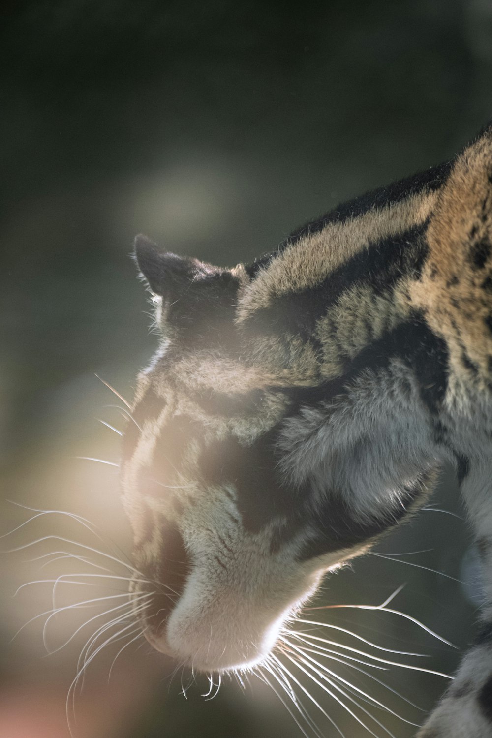 a close up of a cat with a blurry background