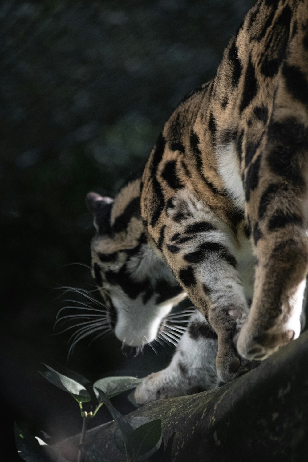 a large cat walking on top of a tree branch