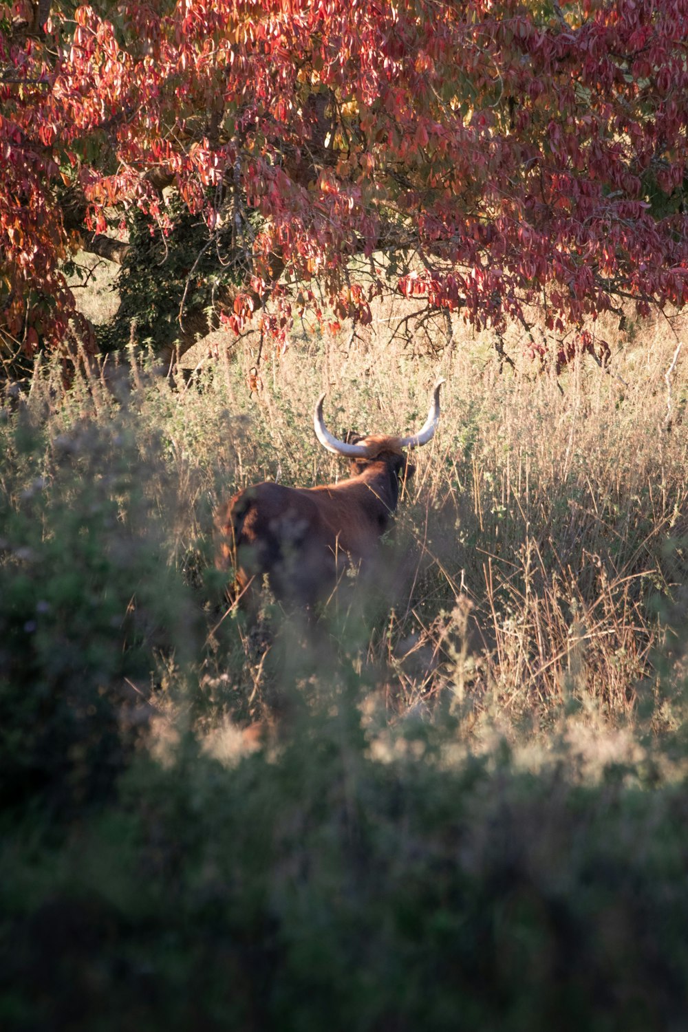 a bull with large horns standing in tall grass