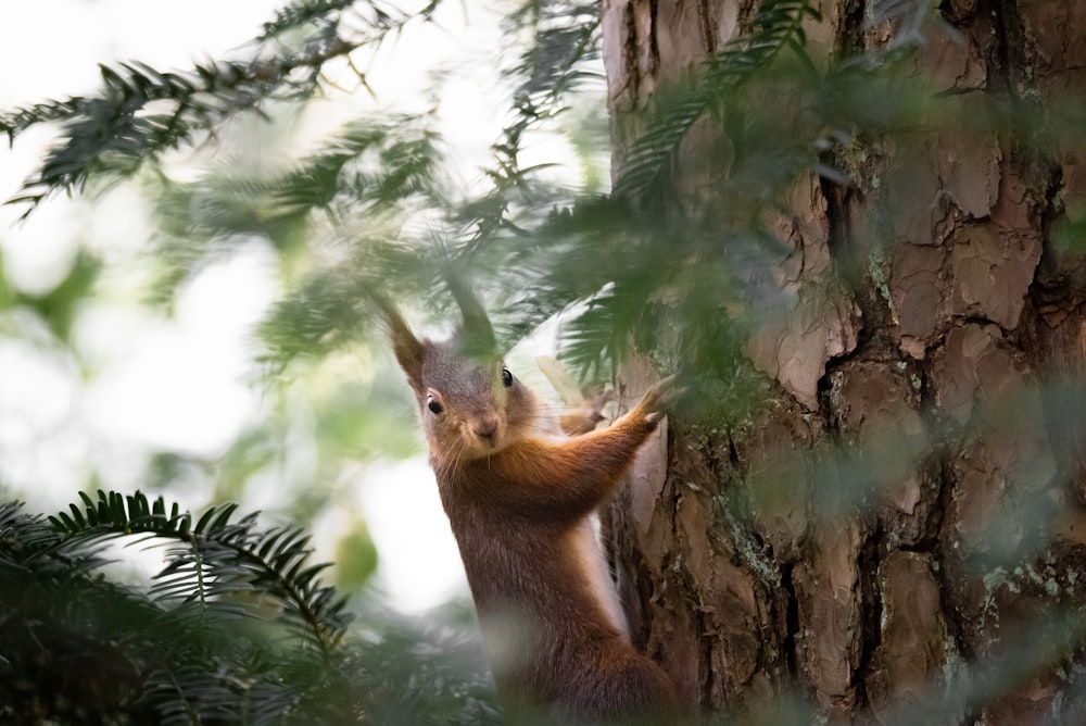 a squirrel climbing up the side of a tree