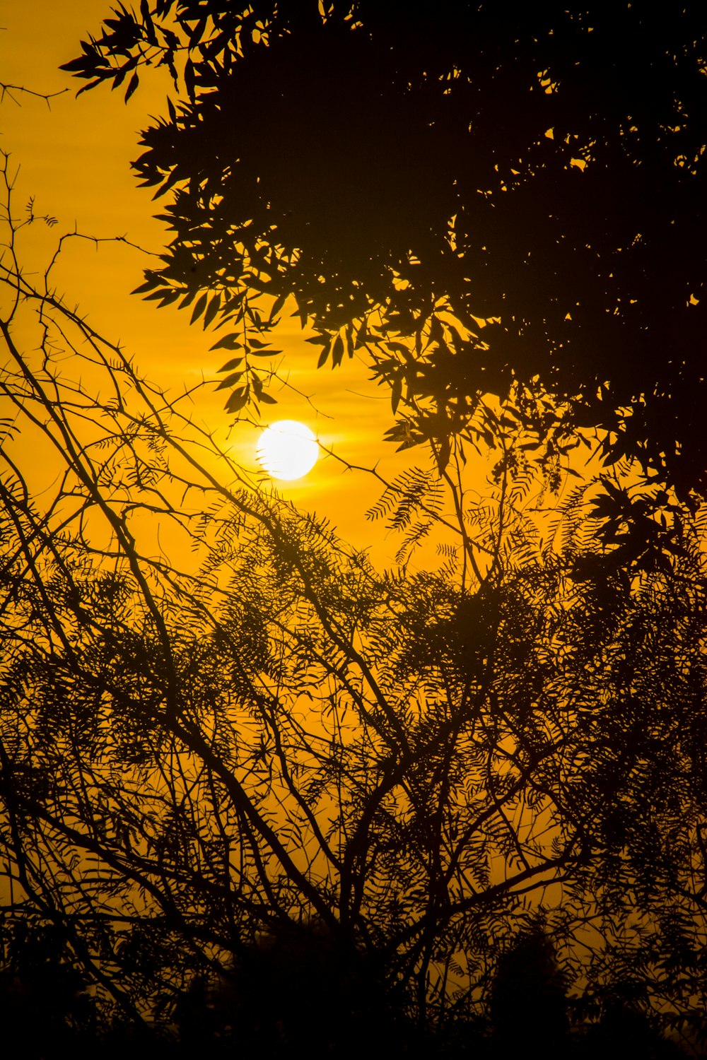 the sun is setting behind the trees