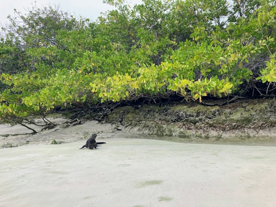 A sandy beach with a solitary marine iguana resting on the sand. Behind it, lush green mangrove trees create a dense backdrop. The sand is light-colored and smooth, contrasting with the rich greenery of the mangrove.