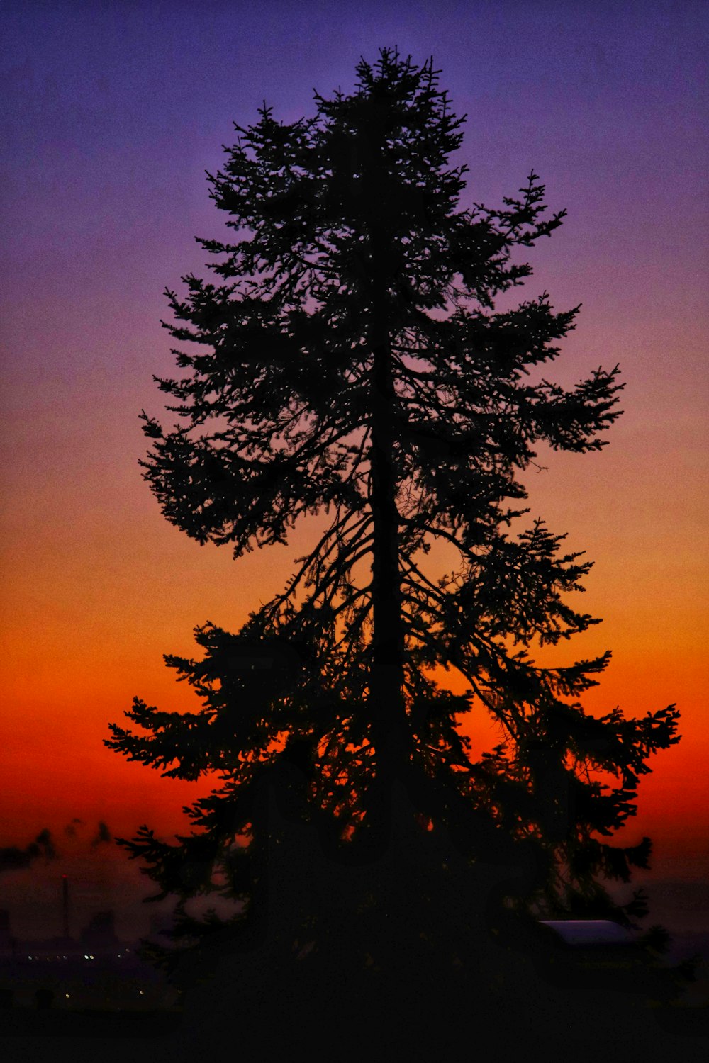 a lone tree is silhouetted against a colorful sunset