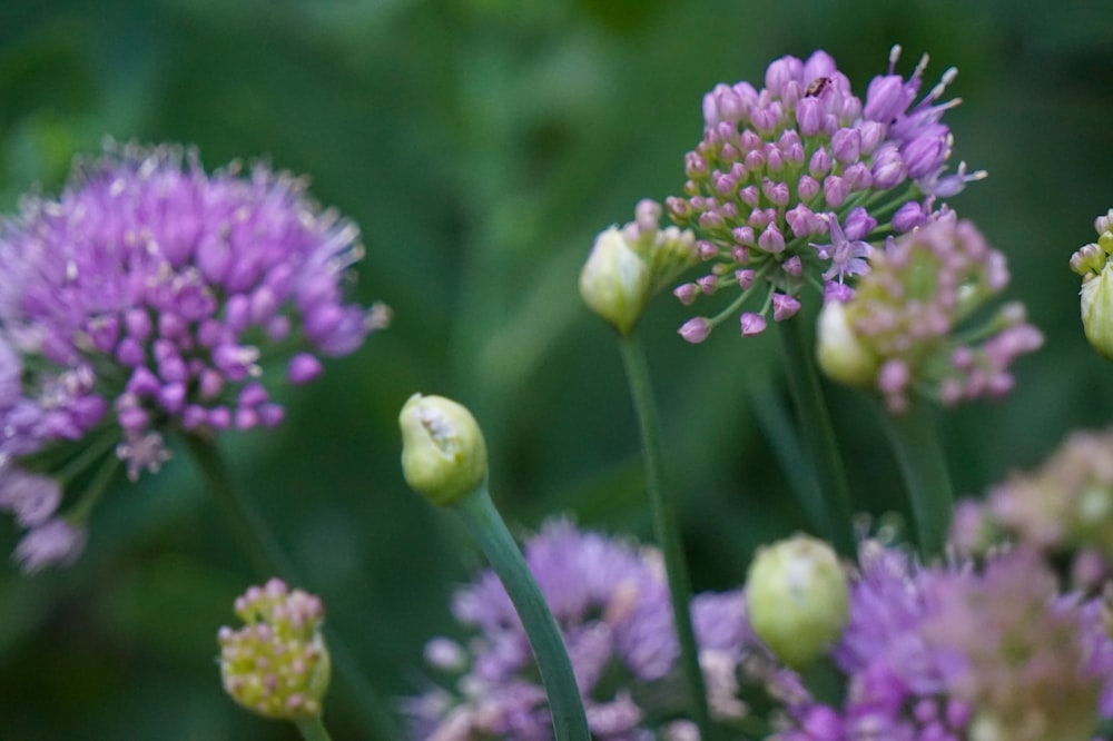 a close up of a bunch of purple flowers