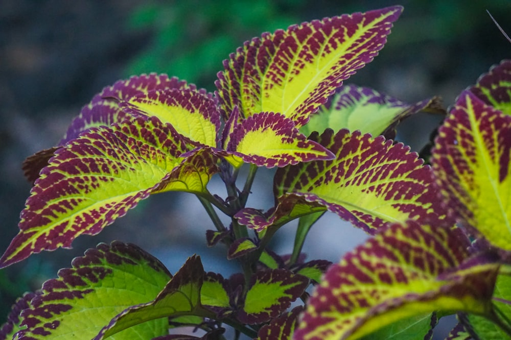 a purple and yellow plant with green leaves