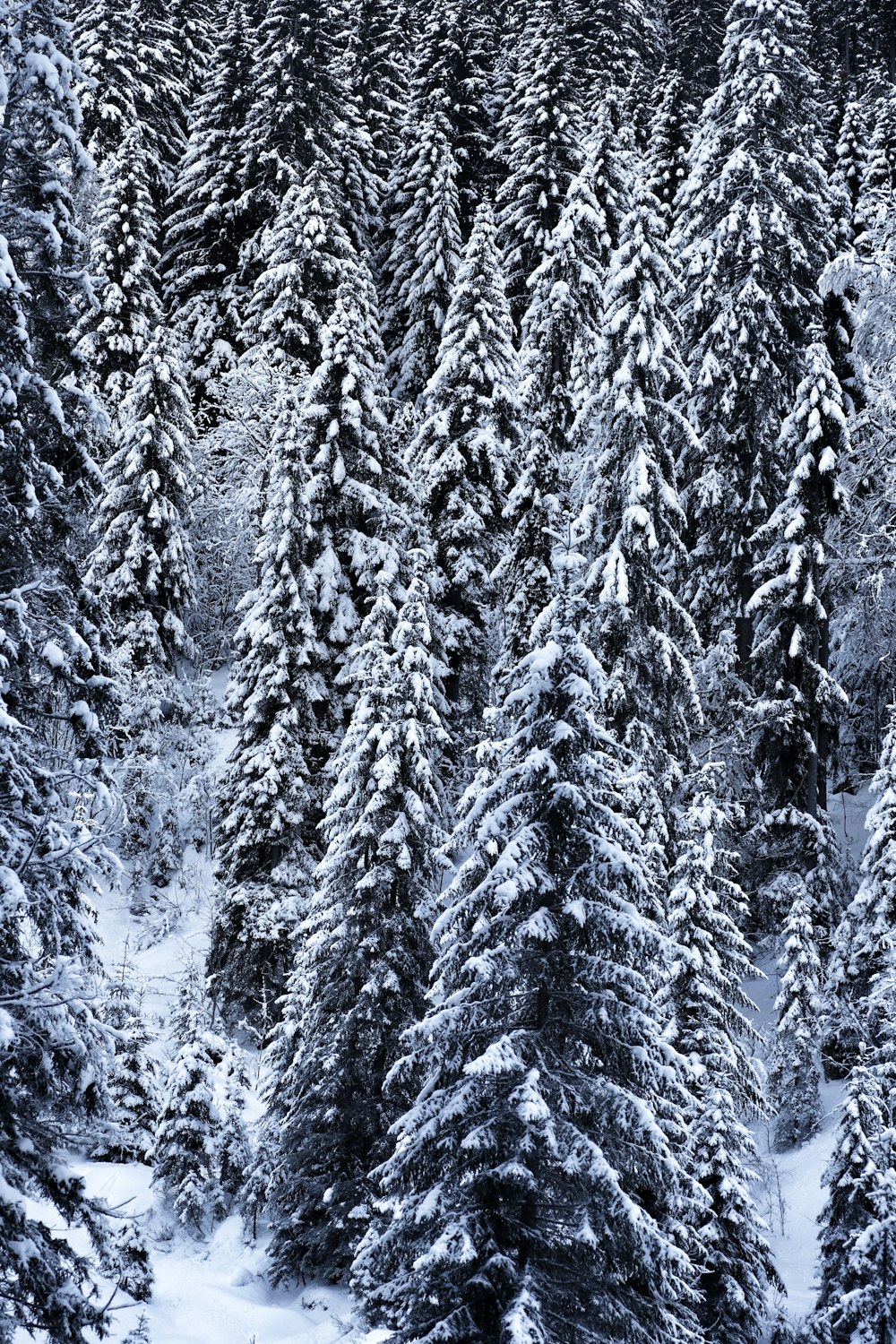 una foresta innevata piena di molti alberi