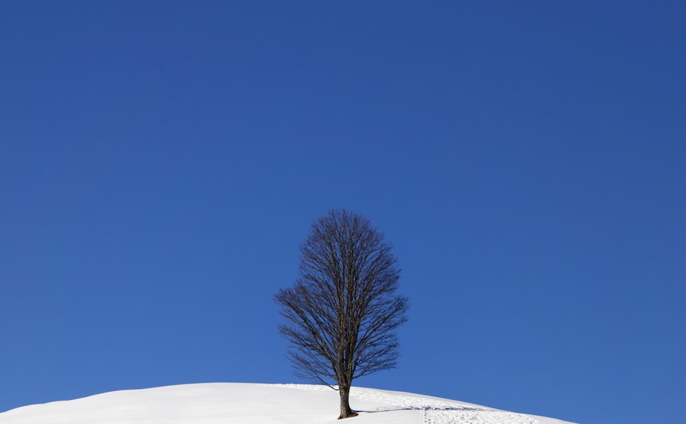 a lone tree on top of a snowy hill