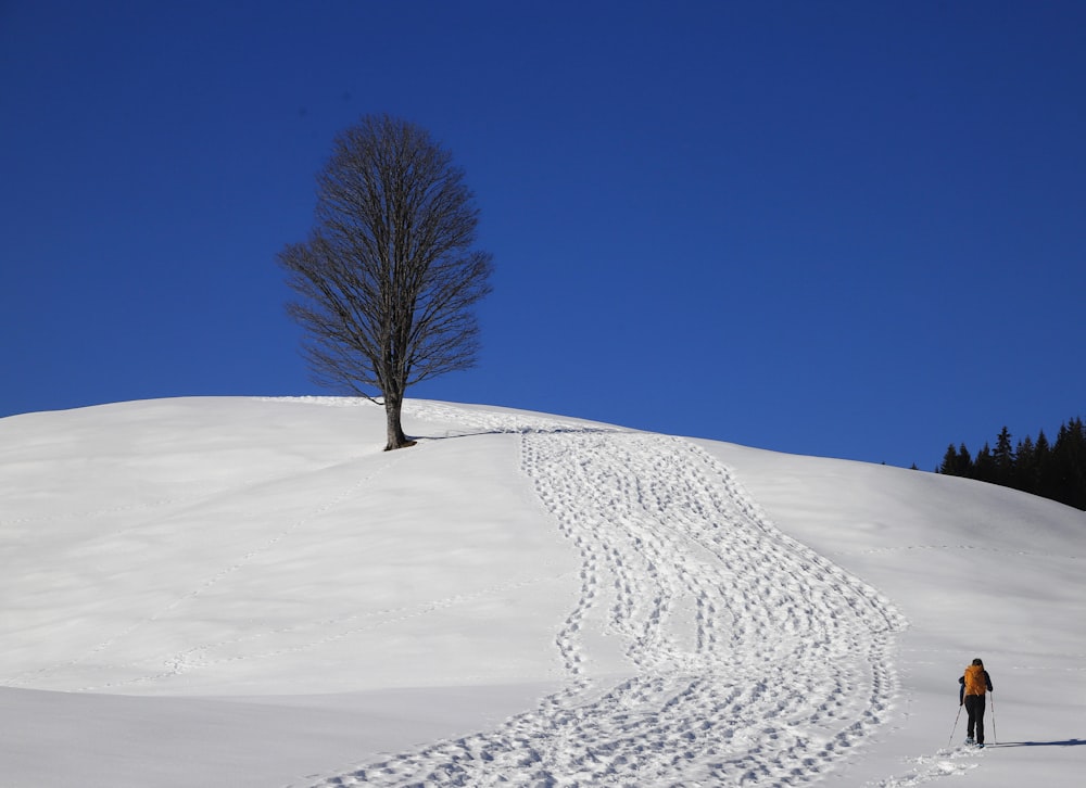 a lone tree on a snowy hill with tracks in the snow