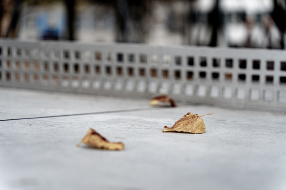 a couple of leaves that are on the ground