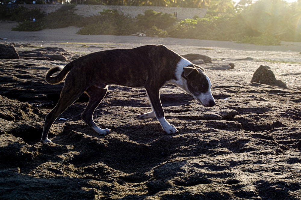 a brown and white dog walking across a sandy beach