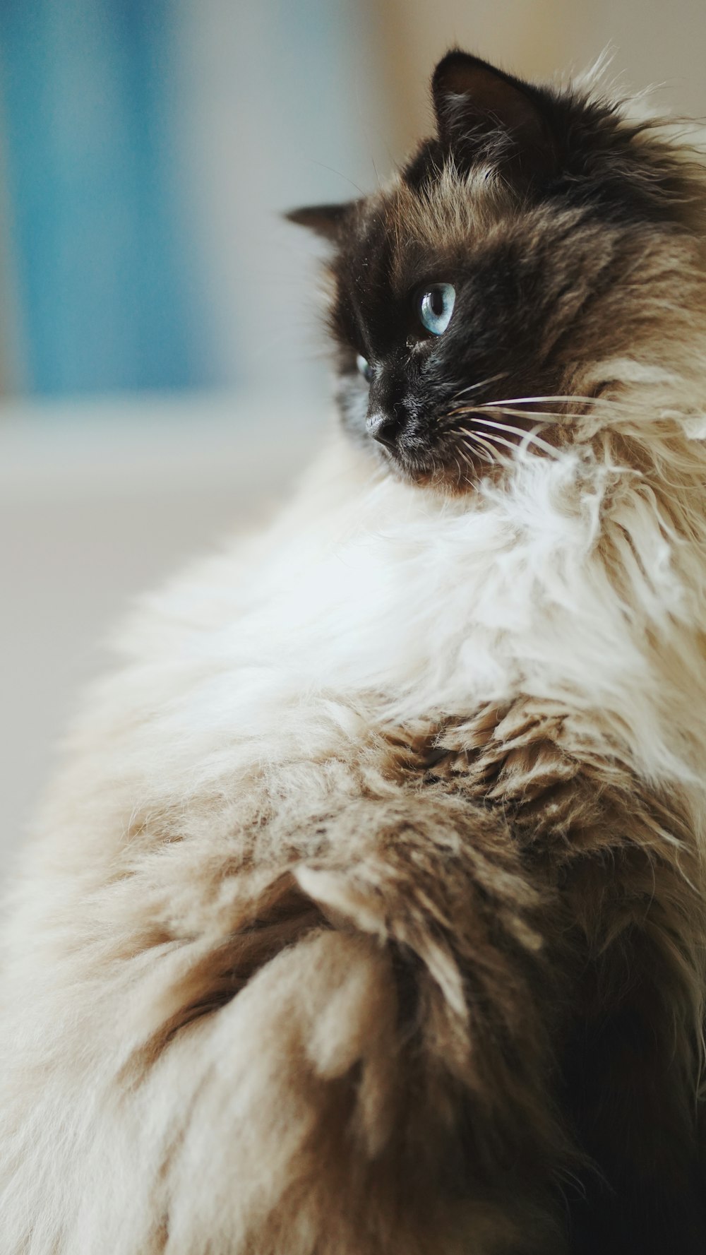 a fluffy cat sitting on top of a table