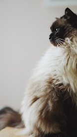 A fluffy cat with long fur, predominantly white with dark brown patches, is looking to the side. Its blue eyes are prominent, adding an element of mystery. The background is softly blurred, placing emphasis on the cat's detailed fur and expression.