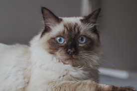 A fluffy cat with striking blue eyes and a cream-colored coat featuring darker points around the ears, face, and paws. The background is blurred, highlighting the cat's alert expression and relaxed posture.