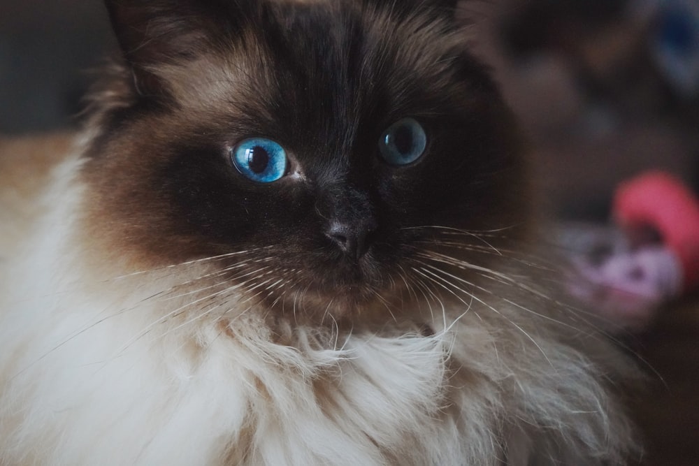 a close up of a cat with blue eyes