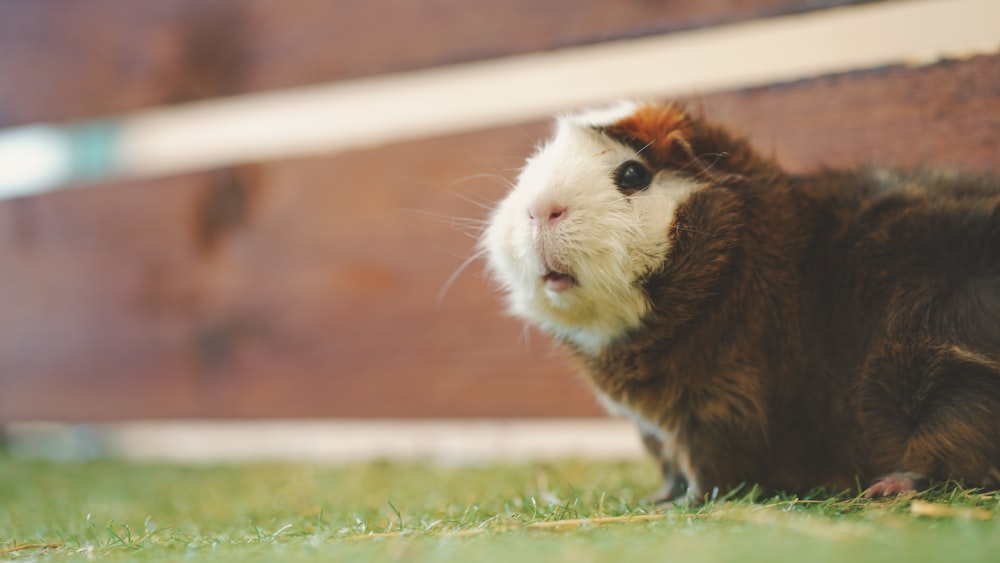 a close up of a small animal on the ground