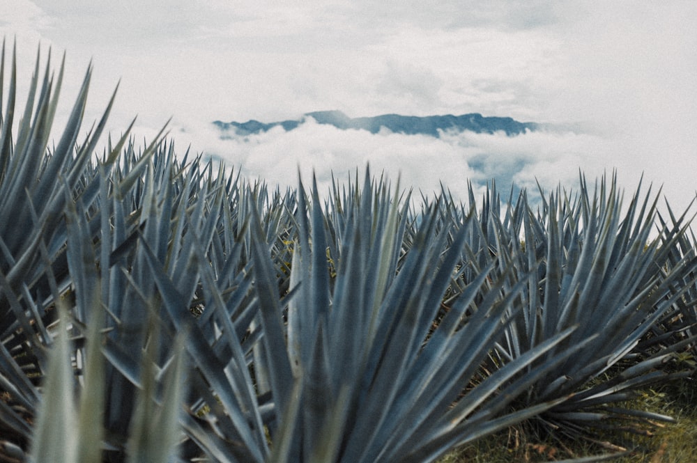 a large group of plants with clouds in the background