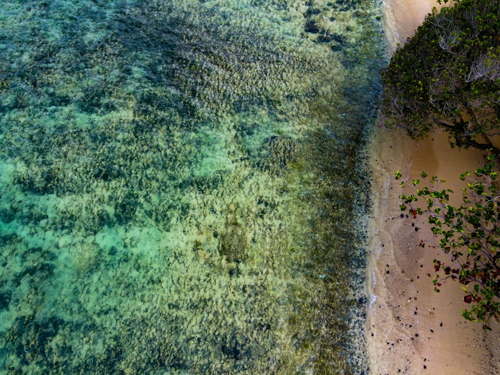 an aerial view of a beach and a tree