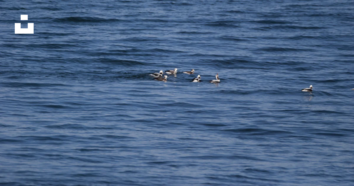 A flock of birds floating on top of a body of water photo – Free ...