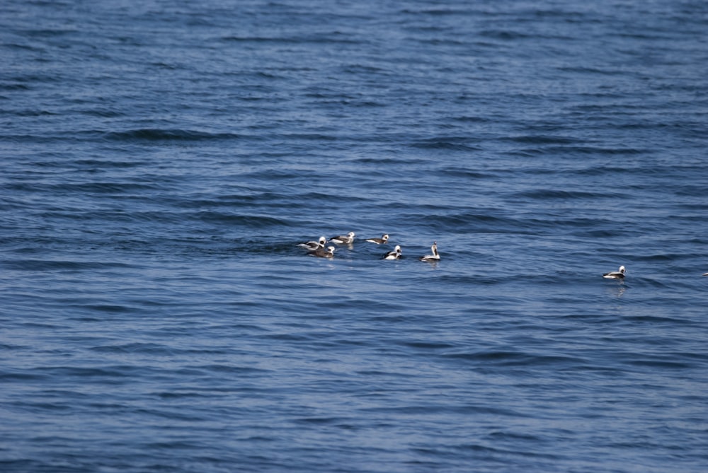 Una bandada de pájaros flotando sobre un cuerpo de agua