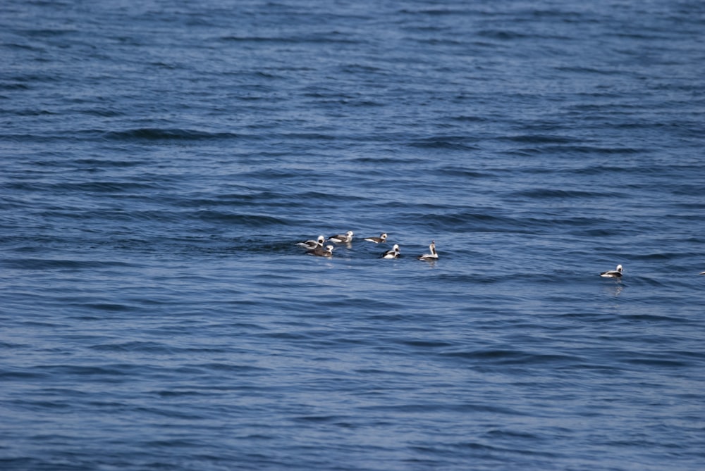 a flock of birds floating on top of a body of water