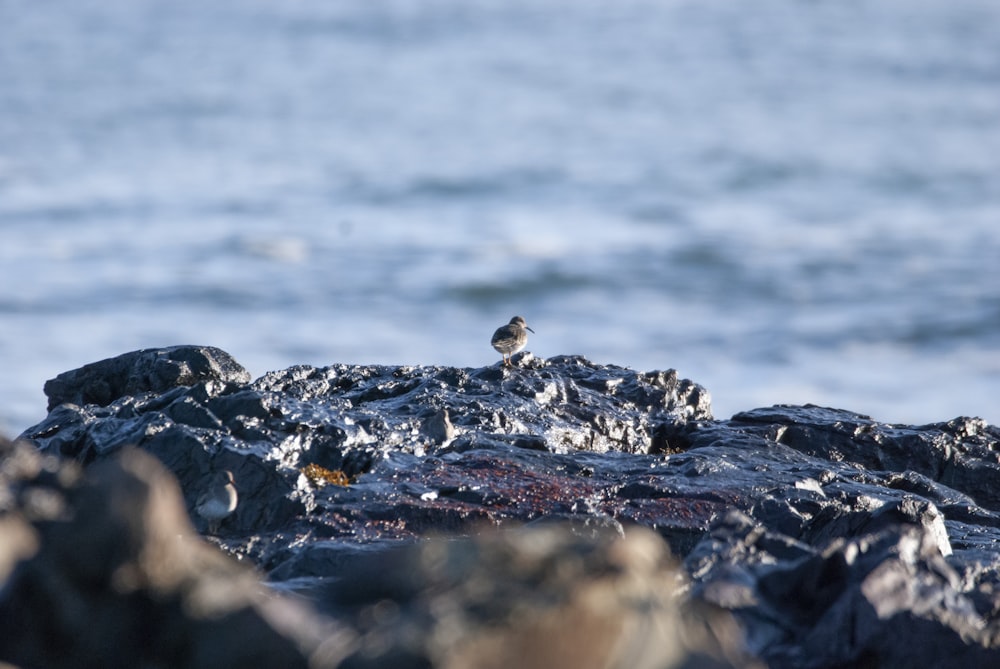 a small bird sitting on a rock near the ocean