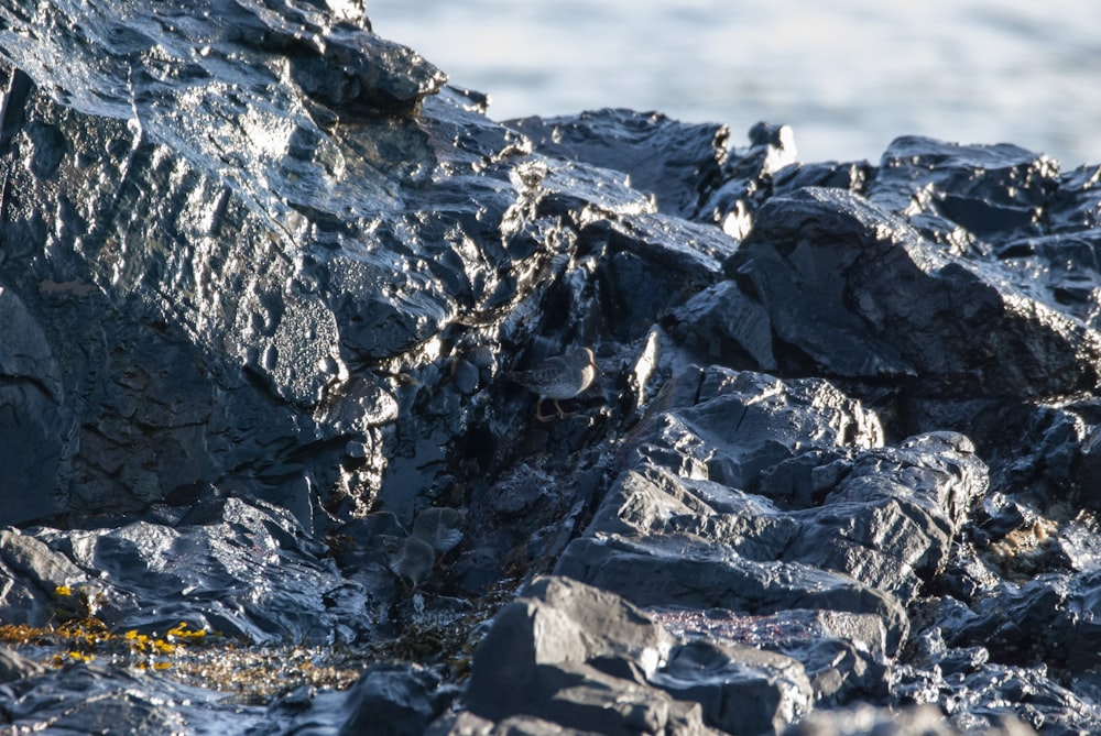 a bird is sitting on a rock by the water