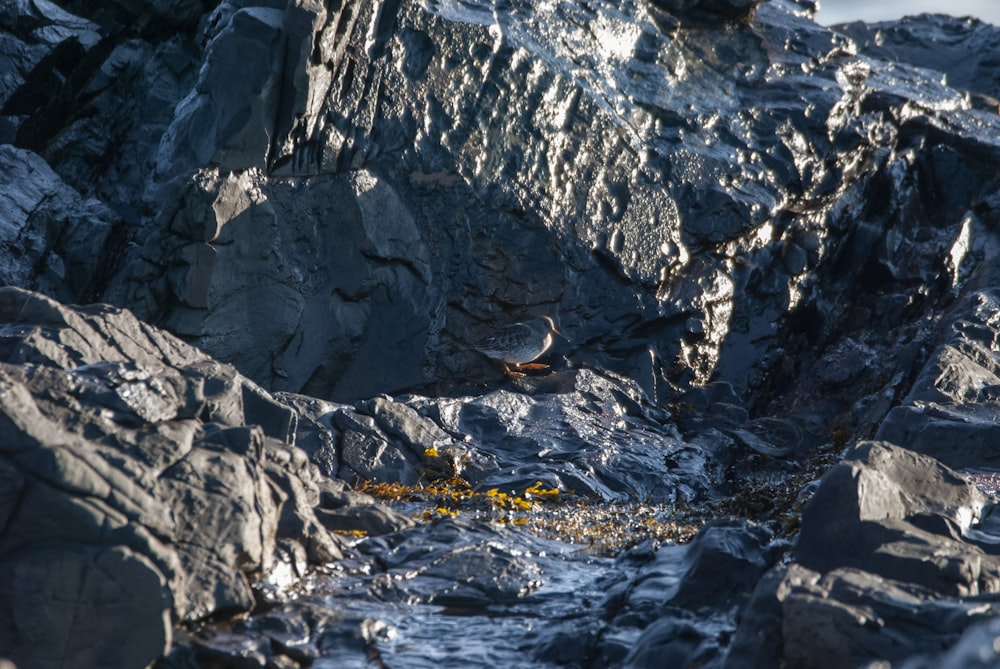 a bird is perched on a rocky cliff