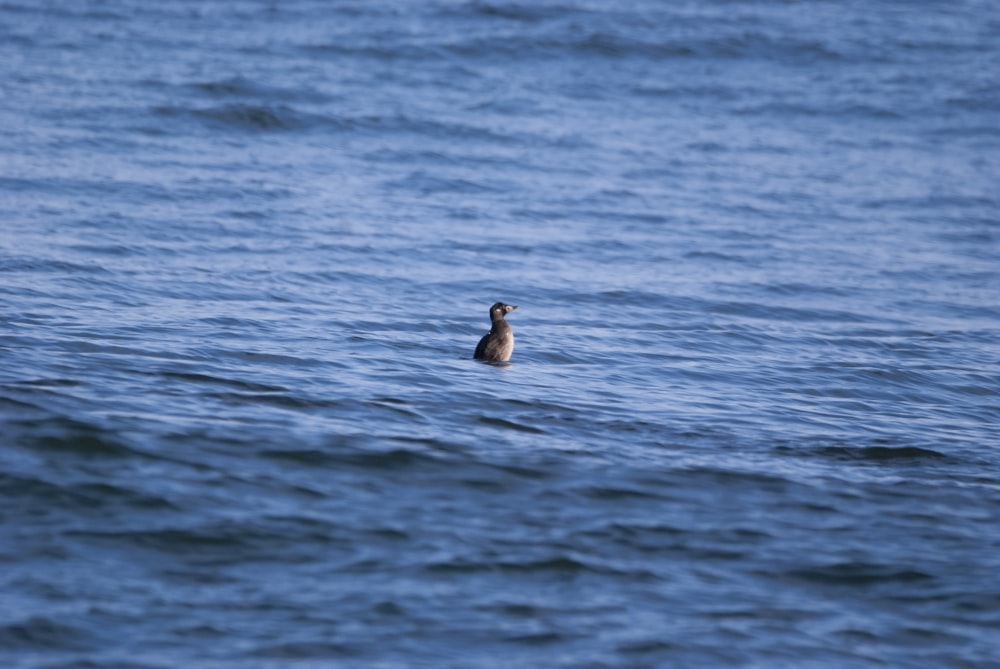 un canard nageant dans un plan d’eau