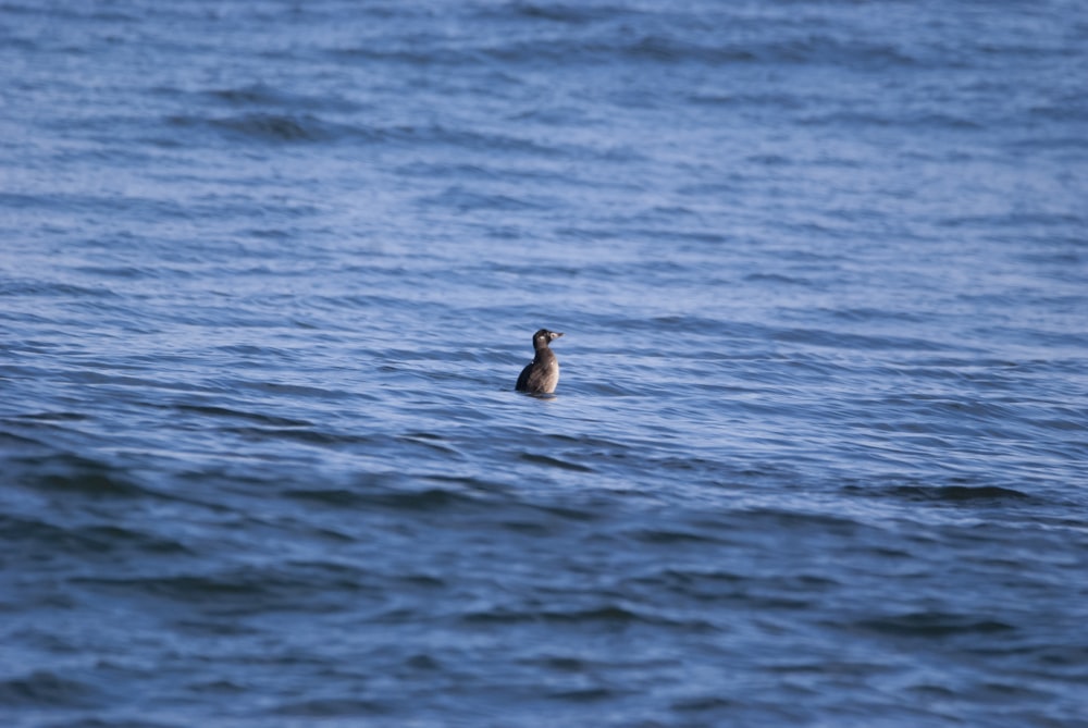 a duck swimming in a body of water