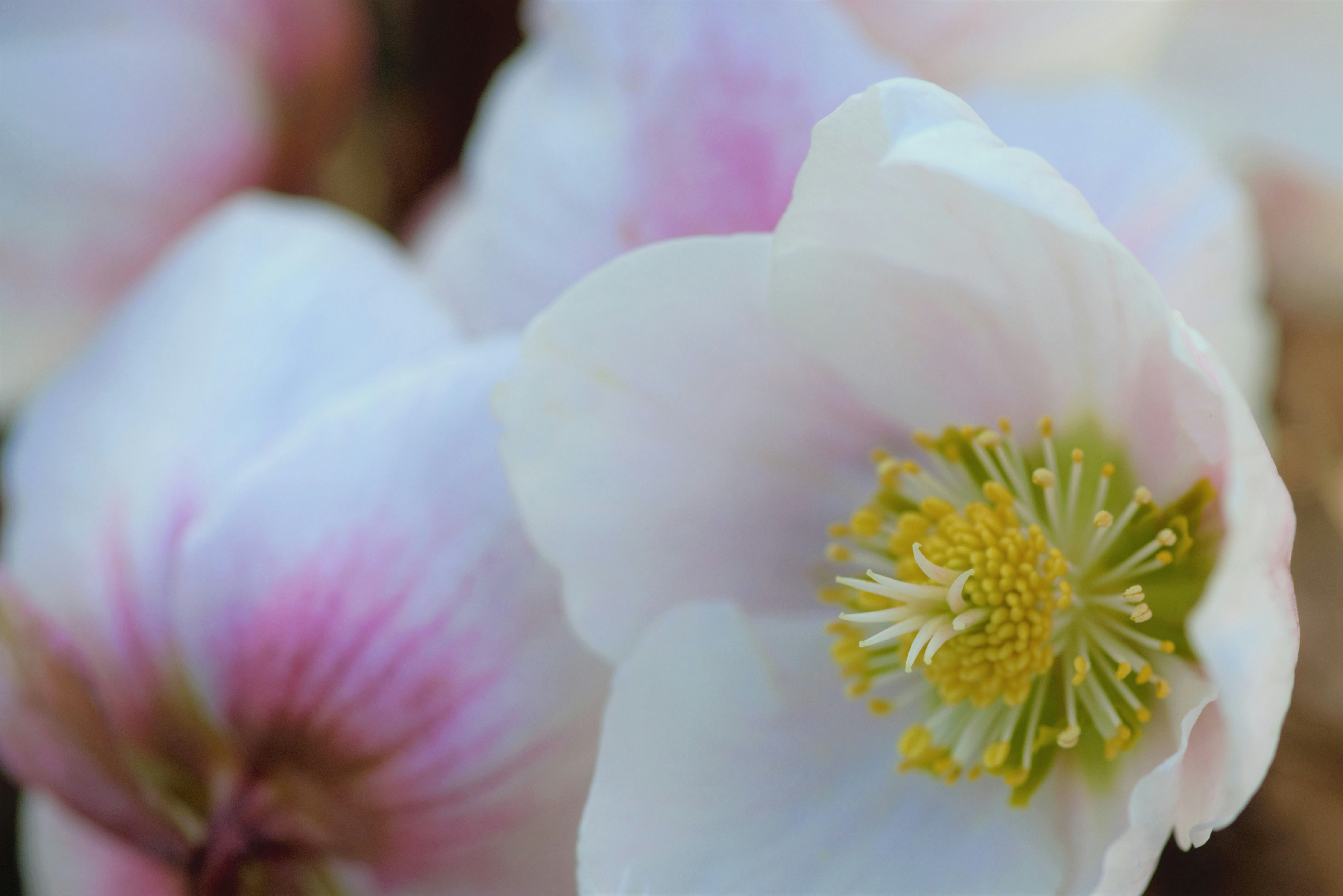 a close up of a white and pink flower