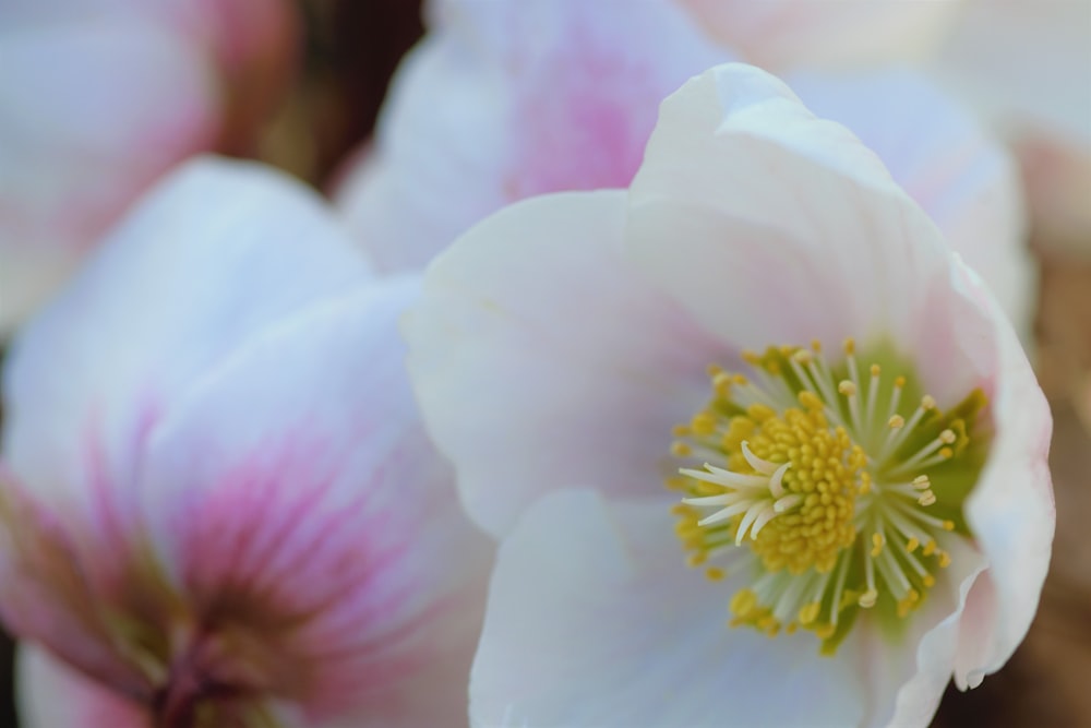 a close up of a white and pink flower