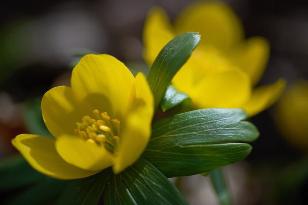 a close up of a yellow flower with green leaves