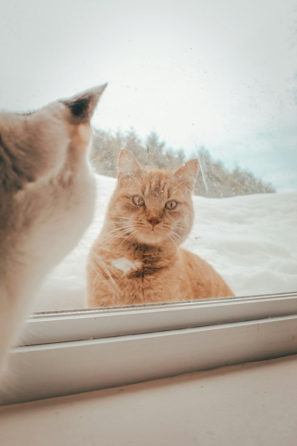 a cat looking at itself in a window