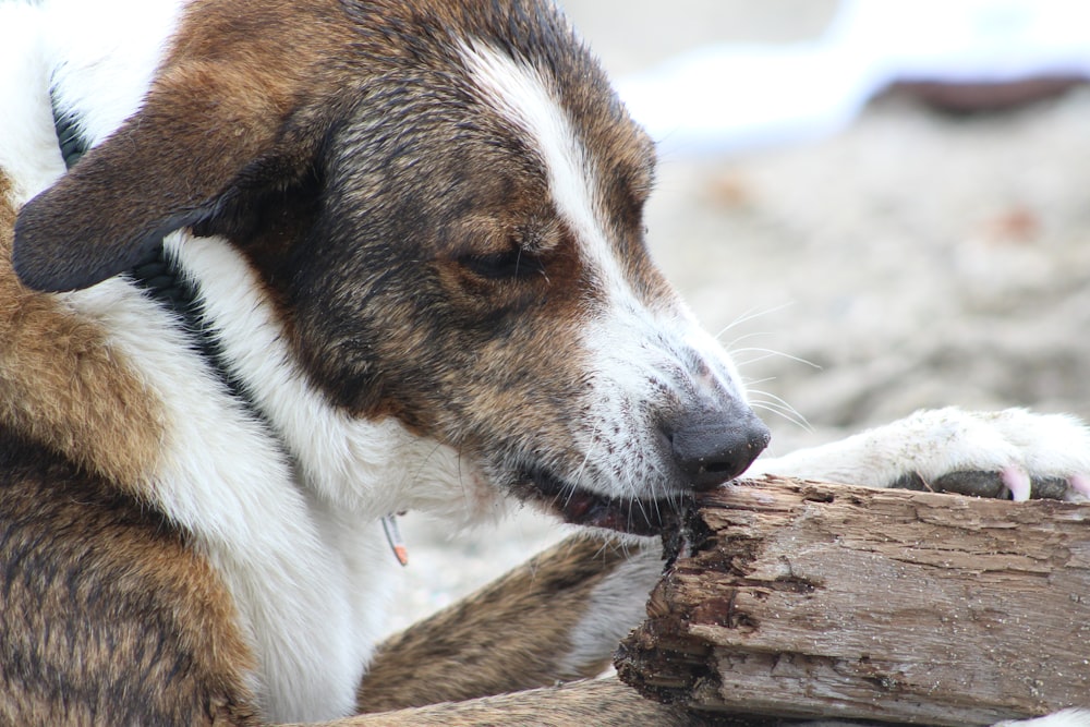 a brown and white dog chewing on a piece of wood