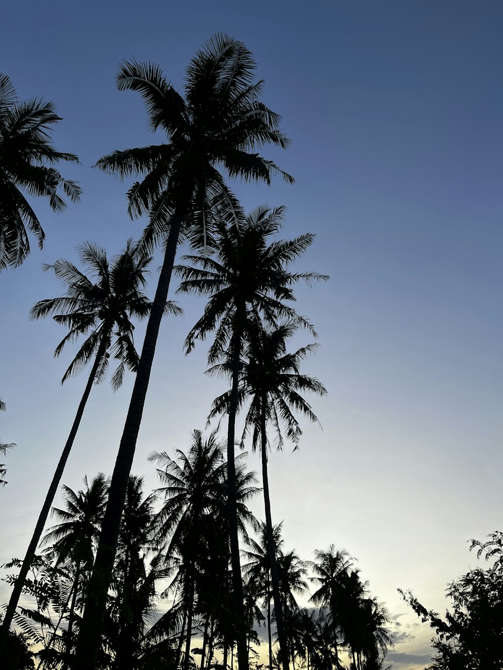 a couple of tall palm trees standing next to each other