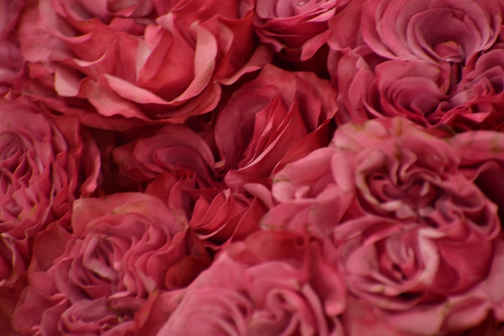 a close up of a bunch of pink roses