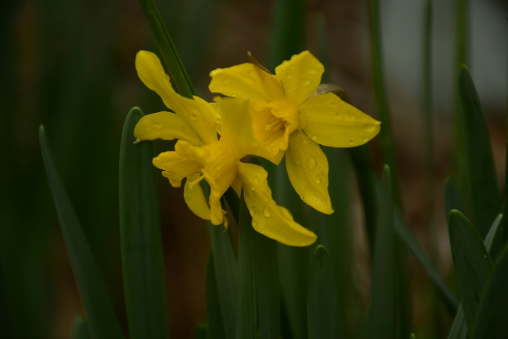 a close up of a yellow flower with green leaves