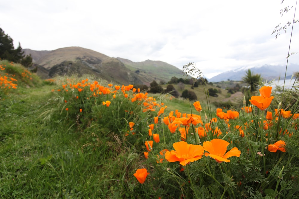 a field of orange flowers with mountains in the background