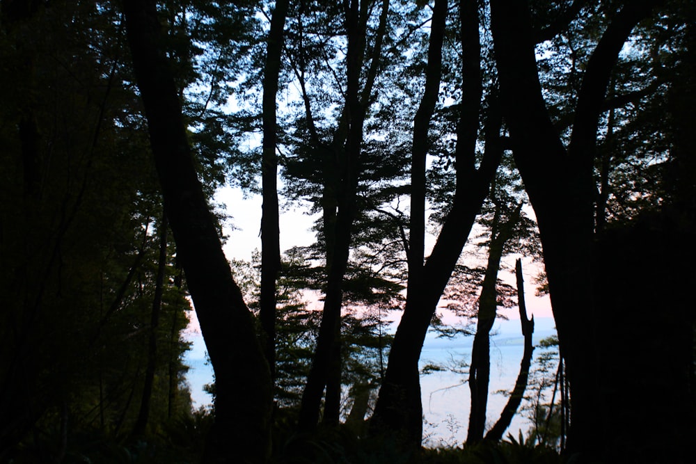 a group of trees that are next to a body of water