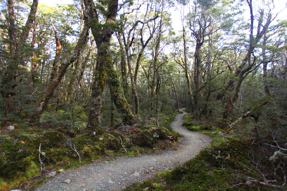 A gravel path winding through mossy beech forest on the Kepler Track