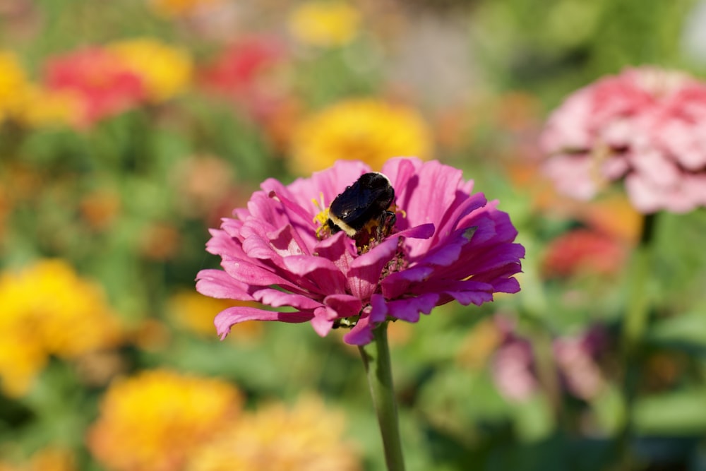 a bee sitting on top of a pink flower