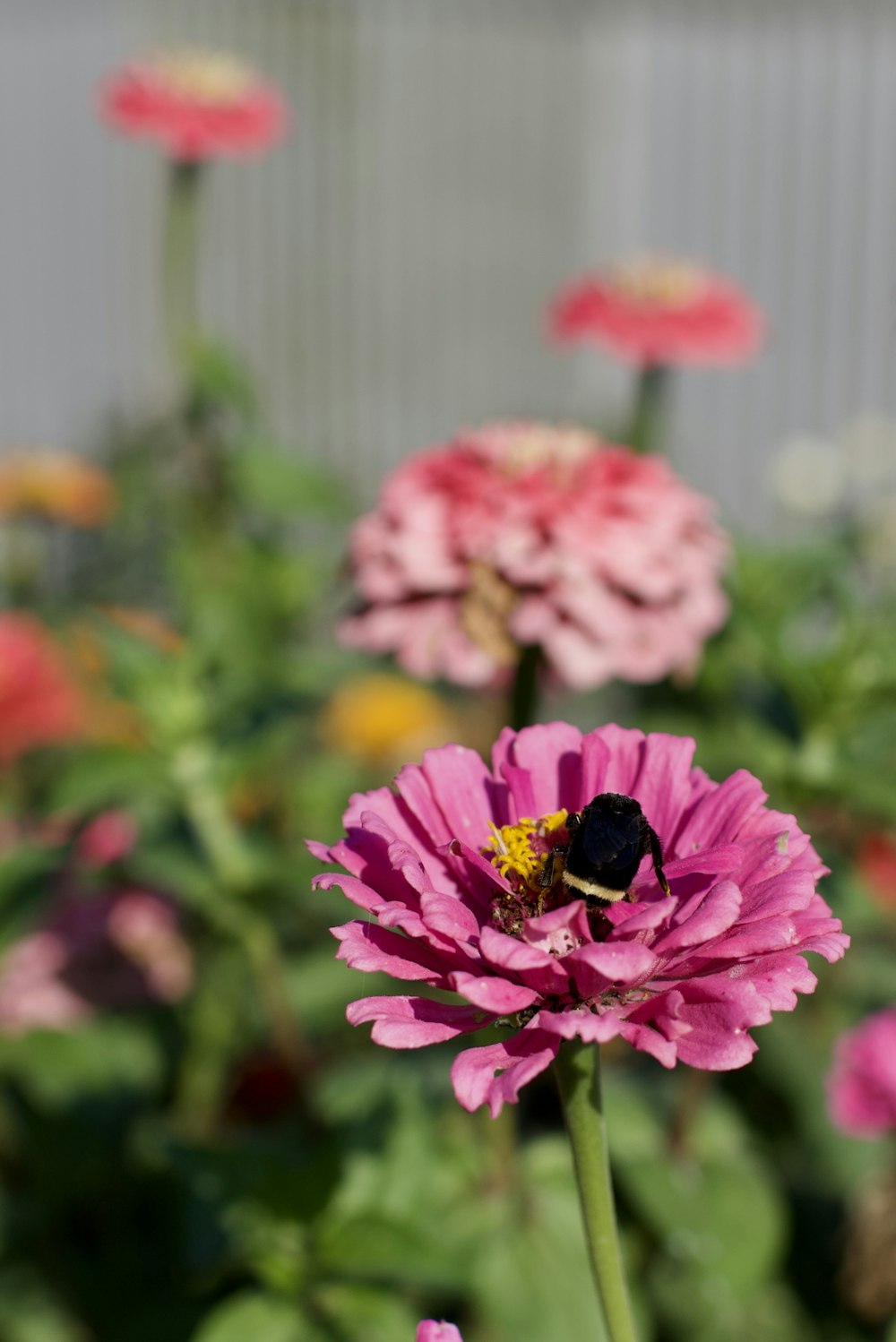 a bee sitting on a pink flower in a garden