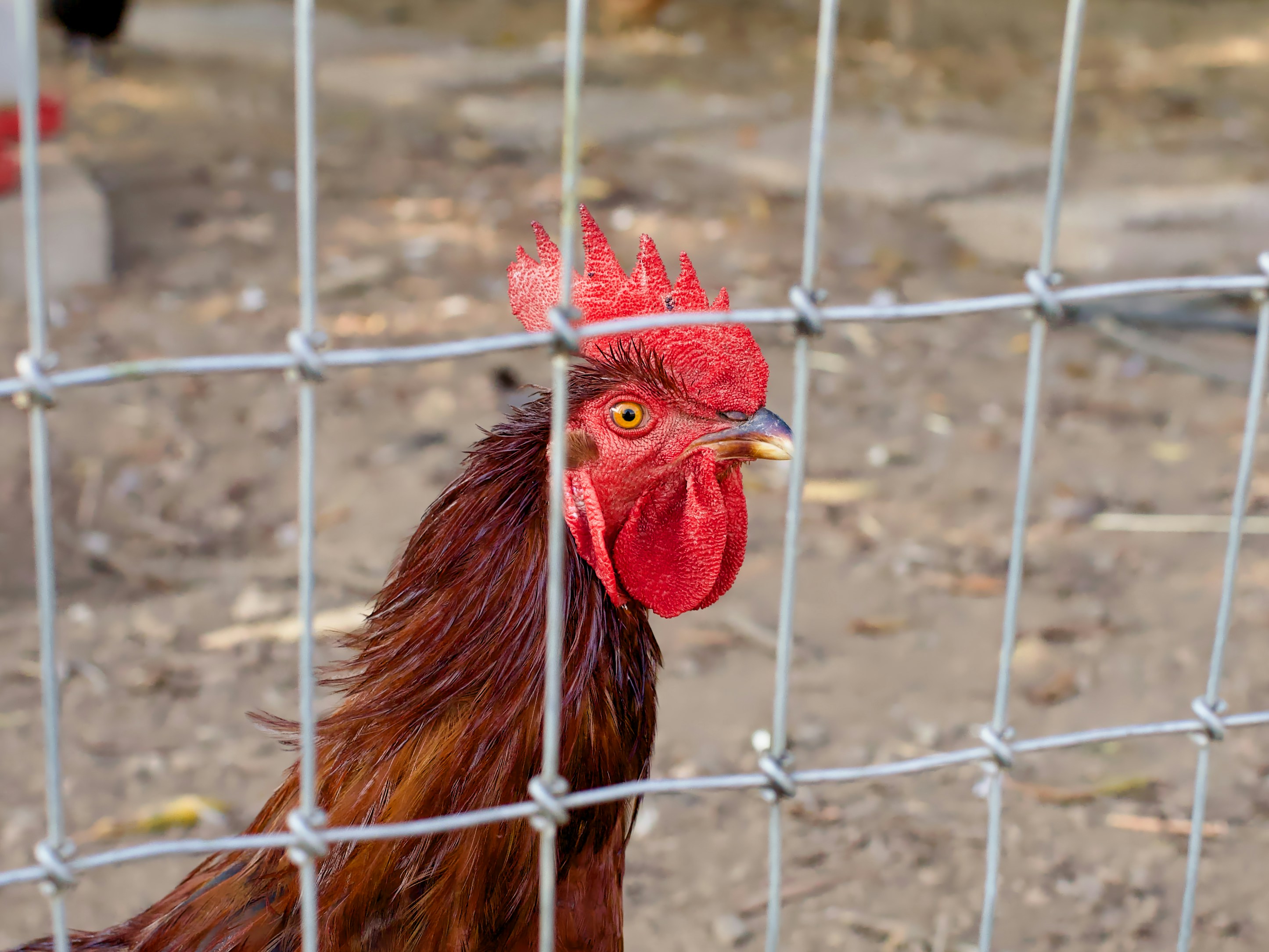 Cara Melatih Ayam Jago Untuk Pemula