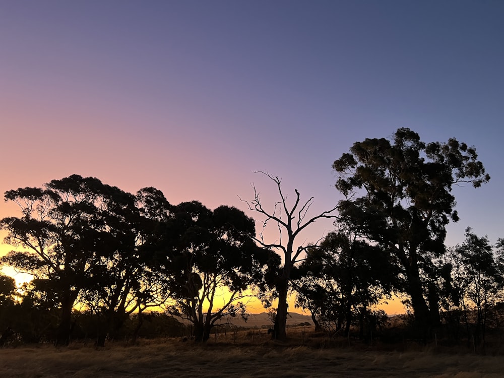 a group of trees silhouetted against a sunset